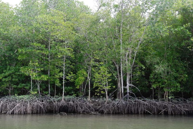 Langkawi Mangrove Boat River Cruise and Private Beach Tour - What Travelers Say