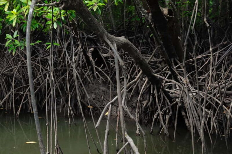 Langkawi Mangrove Boat River Cruise and Private Beach Tour - FAQ