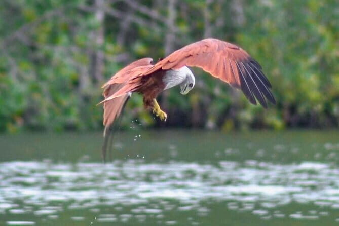 Langkawi Mangrove Boat Tour at Kilim Geoforest Park - Key Points