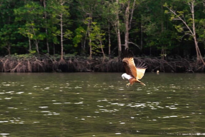 Langkawi Mangrove Group Boat Tour - Key Points