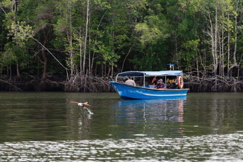 Langkawi Mangrove Group Boat Tour - Practicalities and Tips for Your Tour