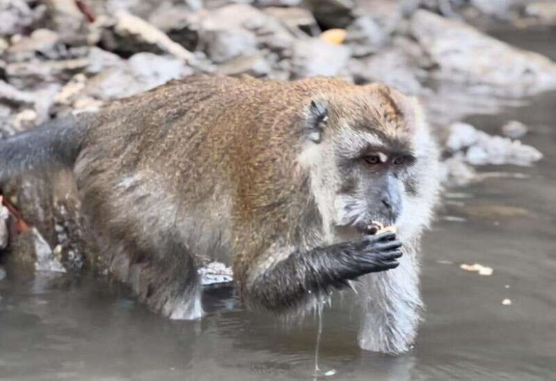 Langkawi Mangrove Monkey Package - A Close Look at the Langkawi Mangrove Monkey Package