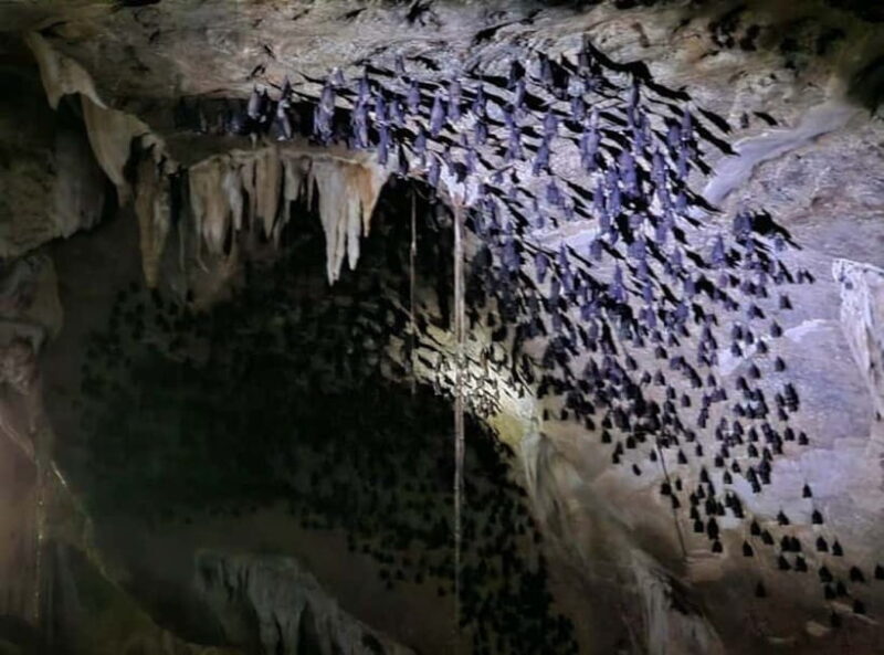 Langkawi Mangrove Tour : Estimated 3 hours Lunch Available - Experience the Quiet Majesty of Langkawi’s Mangroves: A Detailed Review