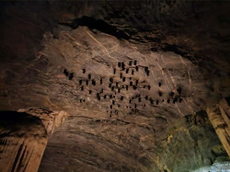 Langkawi Mangrove Tour : Estimated 3 hours Lunch Available - Key Points