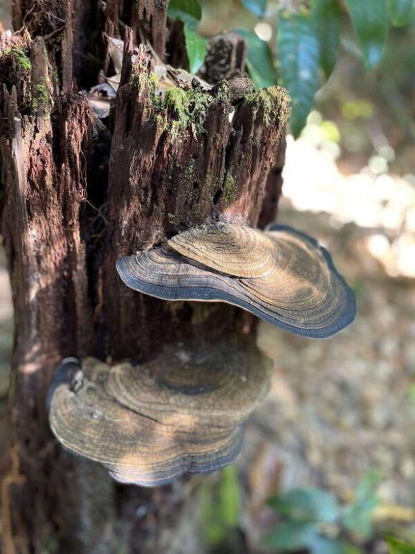 Langkawi: Morning Rainforest Walking Tour - Why This Tour Is a Great Value