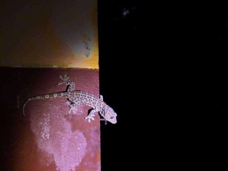 Langkawi: Nighttime Rainforest Tour with Nature Guide - Exploring Langkawi’s Nighttime Rainforest with a Nature Guide