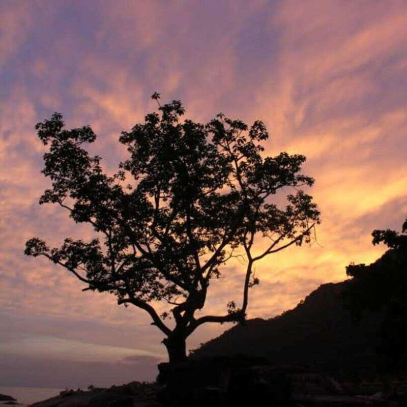 Langkawi: Nighttime Rainforest Tour with Nature Guide - Why This Tour Matters for You