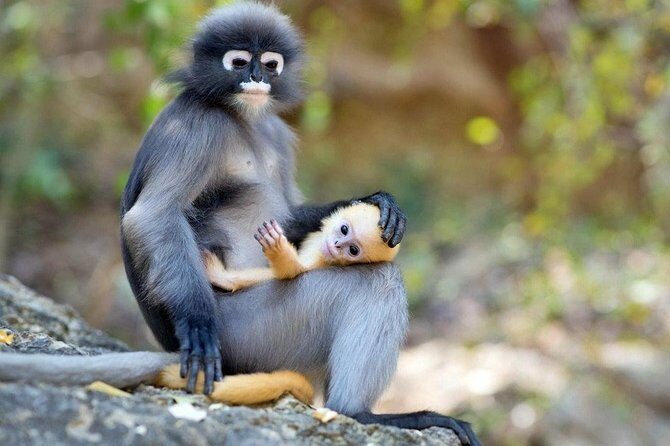 Langkawi Rainforest Jungle Trekking Tour with Private Pickup - Who Is This Tour Best For?