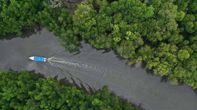 Langkawi Signature Mangrove Discovery Boat Tour (Shared) - The Sum Up: Why It’s a Solid Choice for Authentic Natural Exploration
