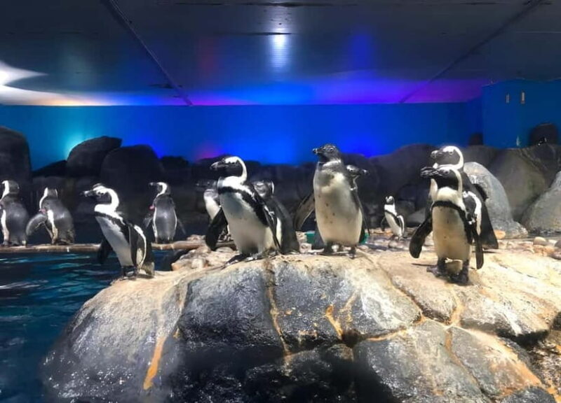 Langkawi: Underwater World Langkawi Entry Ticket - Key Points