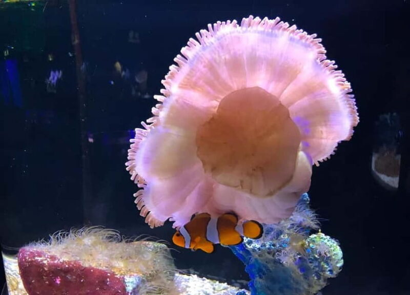 Langkawi: Underwater World Langkawi Entry Ticket - What’s Inside the Aquarium?