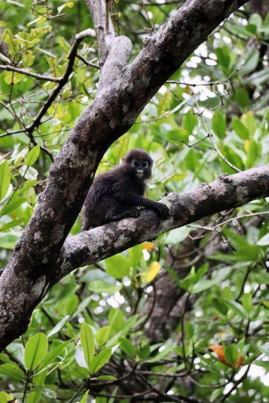 Langkawi: UNESCO Global Geopark Mangrove Cruise - What to Know Before You Go