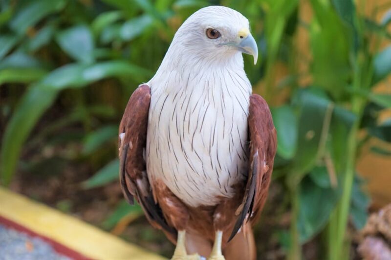 Langkawi: Wildlife Park Admission Ticket - Key Points