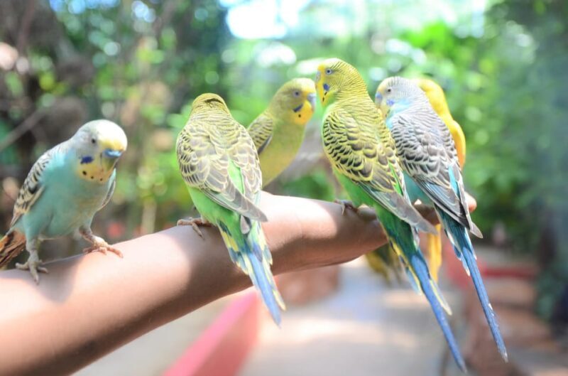 Langkawi: Wildlife Park Admission Ticket - Who Will Enjoy This Tour?