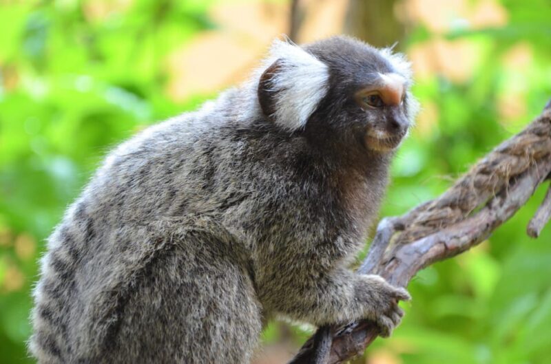 Langkawi: Wildlife Park Admission Ticket - Final Thoughts: Is It Worth Your Time?