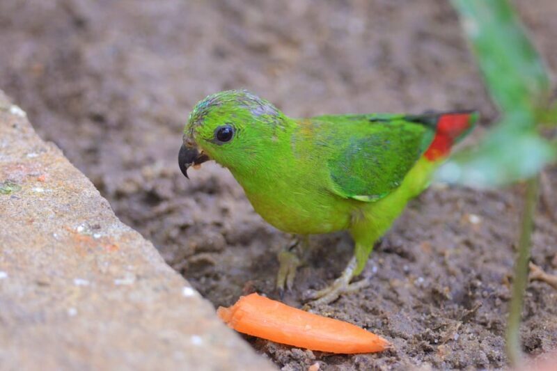 Langkawi: Wildlife Park Admission Ticket - FAQs