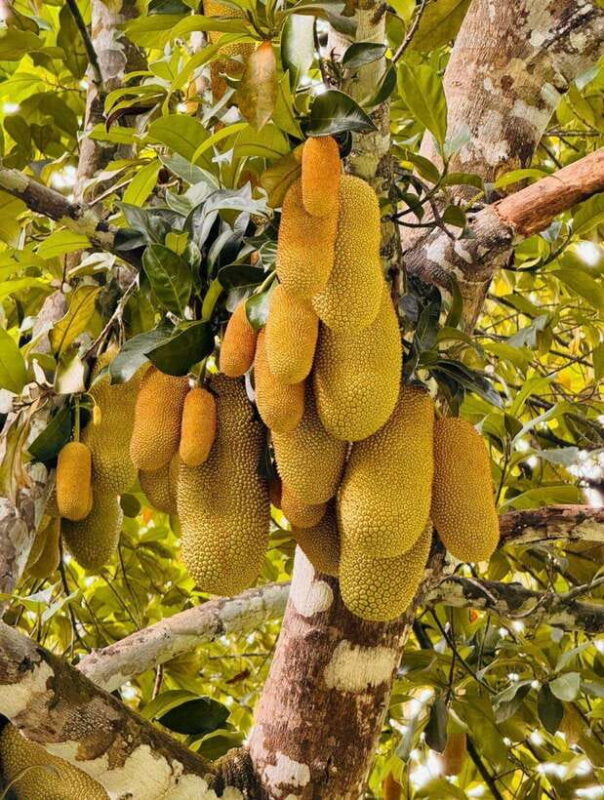 Langkawi:ATV Ride at Matchinchang Foothill - The Sum Up: Is This Experience Right for You?