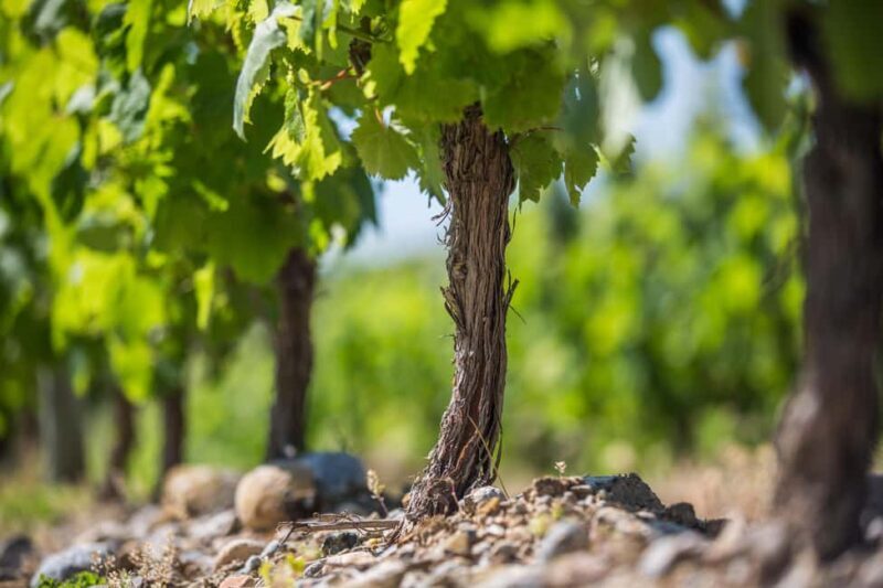 Languedoc: Heritage Tour & Tasting at Domaine de Baronarques - Frequently Asked Questions