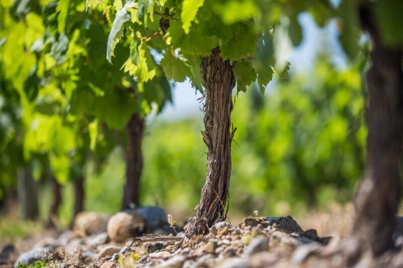 Languedoc: Terroir Tour & Tasting at Domaine de Baronarques - Final Thoughts