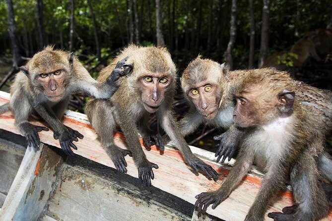 Lanta Mangrove Tour with Sea Cave Kayaking at Koh Talabeng - FAQ