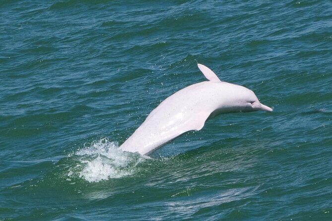 Lantau Group Tour: Dolphin Watching, Fishing Village & Cable Car - Key Points