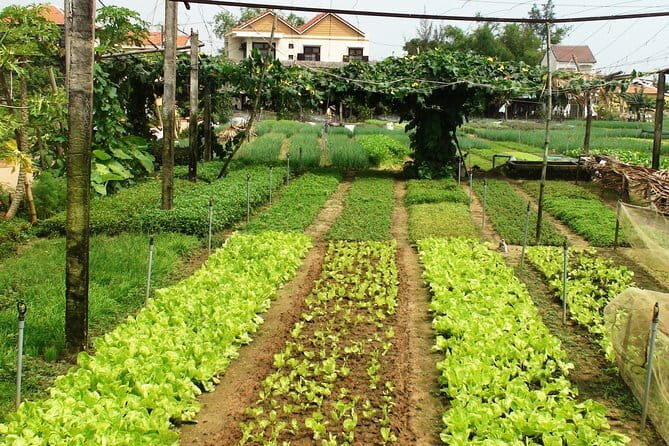 Lantern making class and Tra Que Bike Tour - Key Points