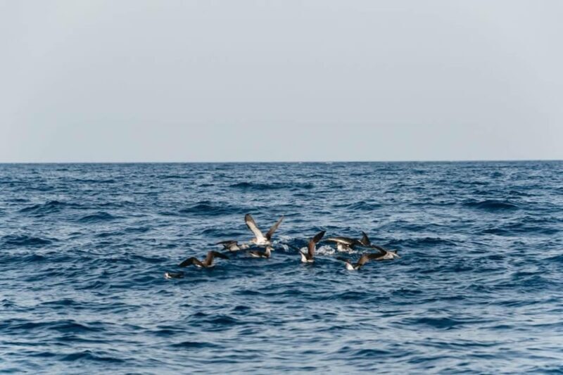 Lanzarote: 2.5-Hour Sunset and Dolphins Cruise - Authentic Traveler Perspectives
