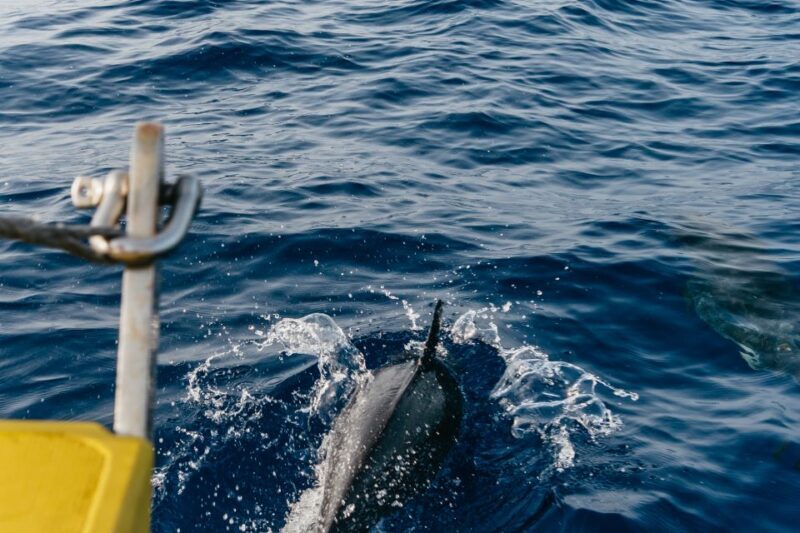 Lanzarote: 2.5-Hour Sunset and Dolphins Cruise - FAQs