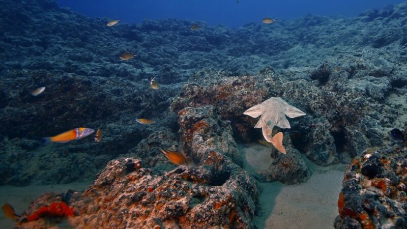 Lanzarote: 2-dive package in Playa Blanca - certified divers - FAQs