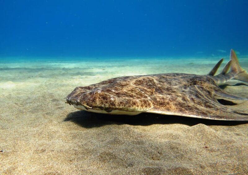 Lanzarote: 2 Guided Dives (Certified Divers Only) - Lanzarote: 2 Guided Dives (Certified Divers Only)