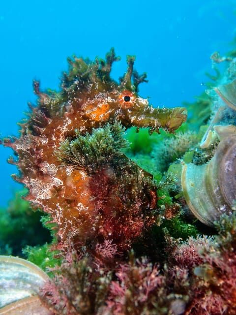 Lanzarote: 2 Guided Dives (Certified Divers Only) - Key Points