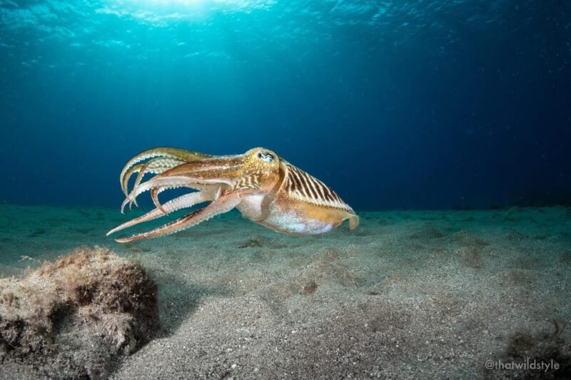 Lanzarote: 2 Guided Dives (Certified Divers Only) - Why Choose This Tour?
