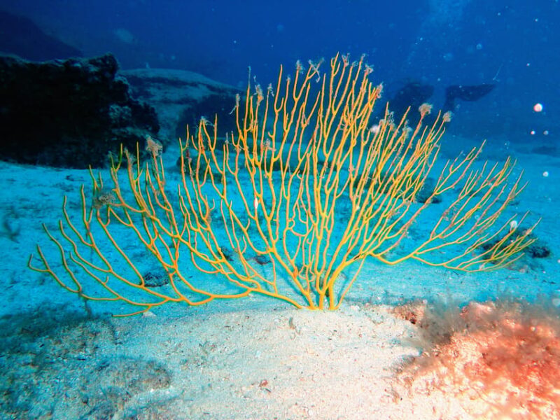 Lanzarote: 2 Guided Dives (Certified Divers Only) - Final Thoughts: Is It Right for You?