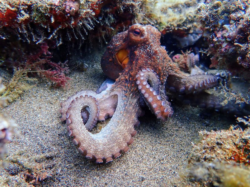 Lanzarote: 2 Guided Dives (Certified Divers Only) - FAQs