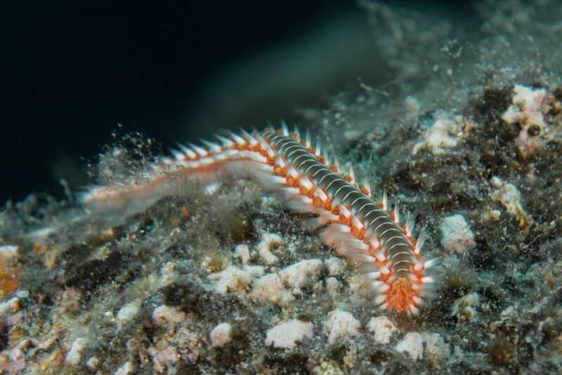 Lanzarote: Beginner Scuba Diving from the Beach - Lanzarote: Beginner Scuba Diving from the Beach