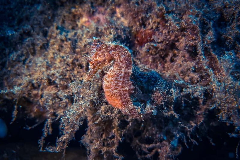 Lanzarote: Beginner Try Scuba Diving Costa Teguise (2 dives) - FAQ