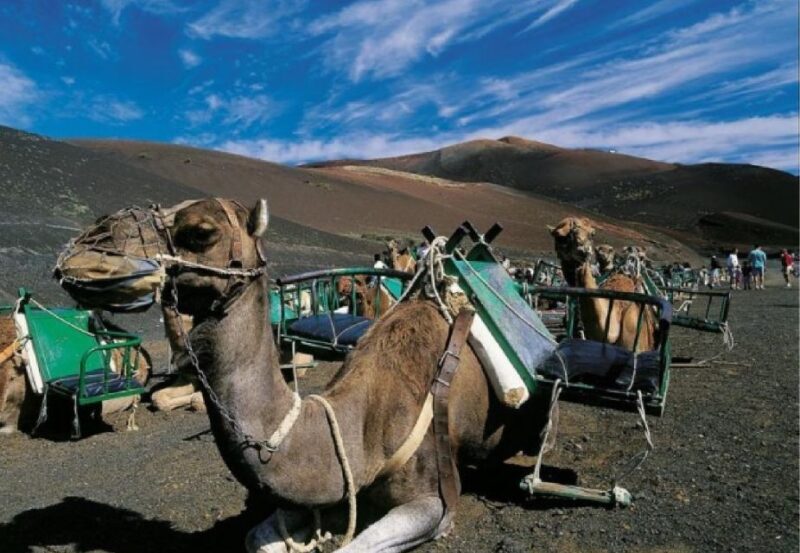 Lanzarote: Day Tour for Cruise Passengers - FAQ