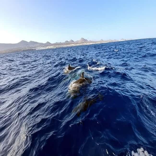 Lanzarote: Dolphin Watching by speedboat - What Makes This Dolphin Watching Tour Stand Out