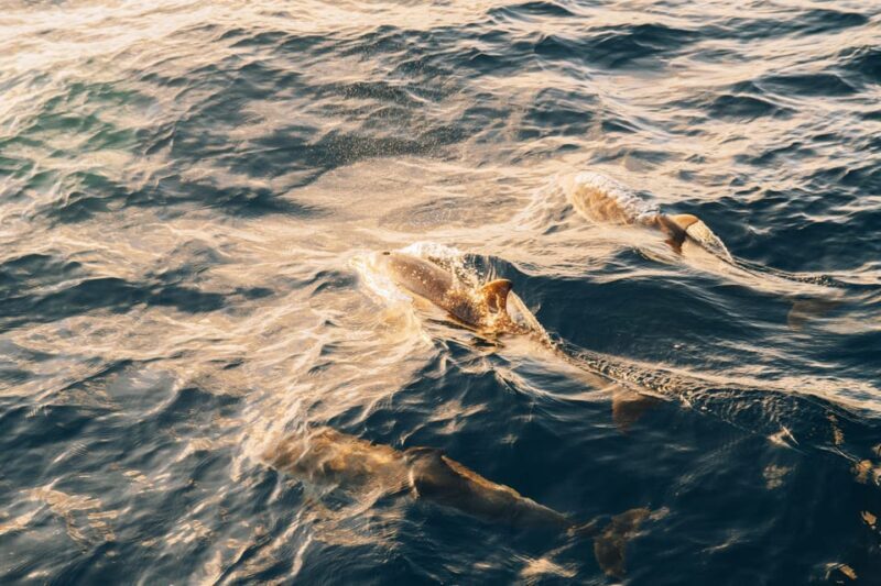 Lanzarote: Dolphin-Watching Sunset Cruise with Transfers - An In-Depth Look at the Lanzarote Sunset Dolphin Cruise