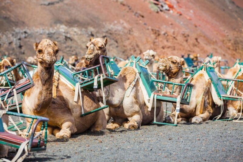 Lanzarote: Guided Day Trip to Timanfaya Park & Lago Verde - Authentic Experiences That Make This Tour Special