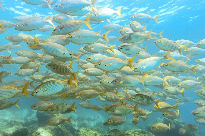 Lanzarote Introductory Scuba Diving Experience - Why You’ll Love the Lanzarote Introductory Scuba Experience