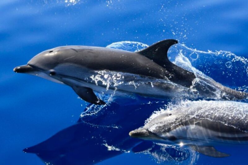 Lanzarote: Lobos Island Half-Day Dolphin Watching Trip - Final Thoughts: Is It Worth It?