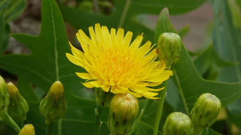 Lanzarote: Northern Cliffs & Valleys Walking tour - Who Will Love This Tour?