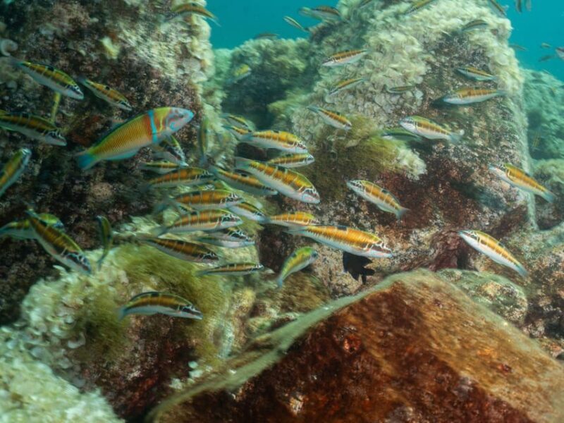 Lanzarote: Scuba Diving Refresher Course - Why This Experience Offers Good Value