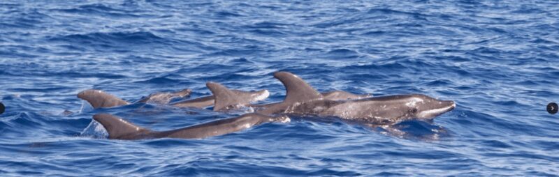 Lanzarote: Sea Safari Experience - A Deep Dive into the Lanzarote Sea Safari Experience