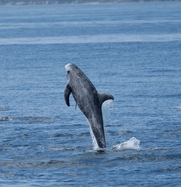 Lanzarote: Sea Safari Experience - Who Will Love This Tour?