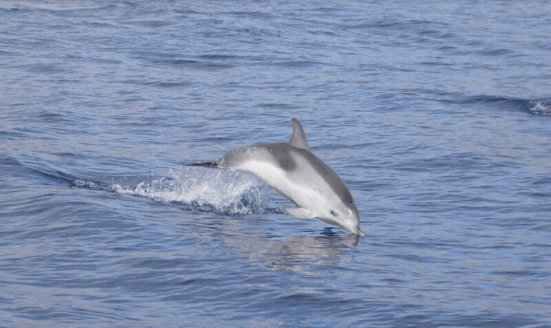 Lanzarote: Sea Safari Experience - FAQ
