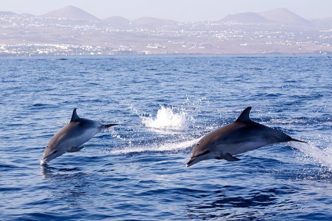 Lanzarote Sea Safari from Puerto calero - Exploring Lanzarote’s Coastline: What the Tour Looks Like