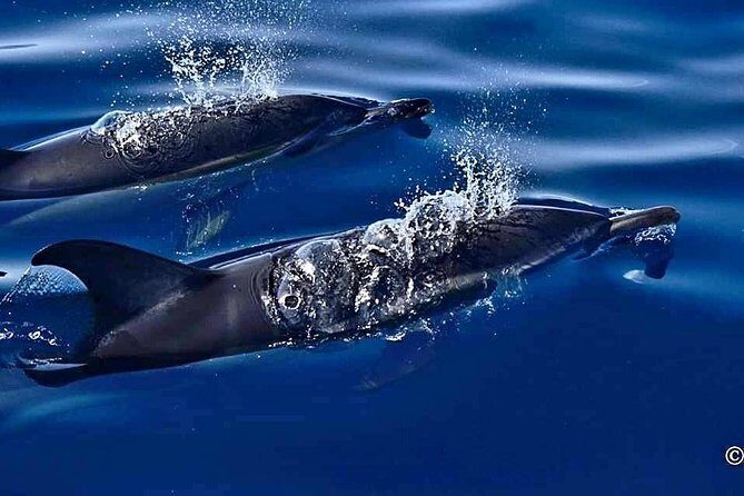 Lanzarote Sea Safari from Puerto calero - The Sum Up: Worth It for Authentic Marine Encounters