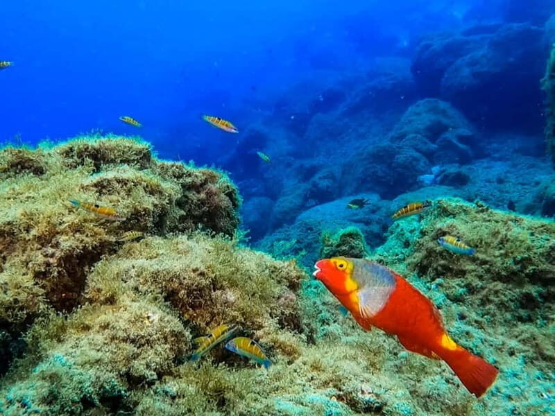 Lanzarote: Small-Group Discover Scuba Diving Costa Teguise - Lanzarote: Small-Group Discover Scuba Diving Costa Teguise